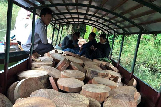 Bắt đối tượng vận chuyển trái phép 830 thớt gỗ nghiến trên sông Đà