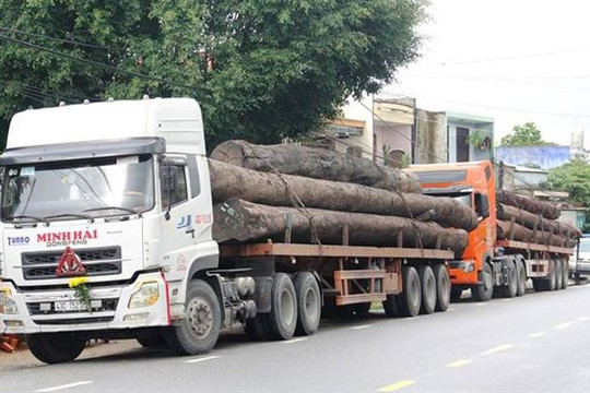 Bắt 4 xe container vận chuyển hàng chục cây "khủng'' không rõ nguồn gốc