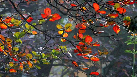 Đông Hà Nội lãng mạn mùa cây bàng đỏ lá