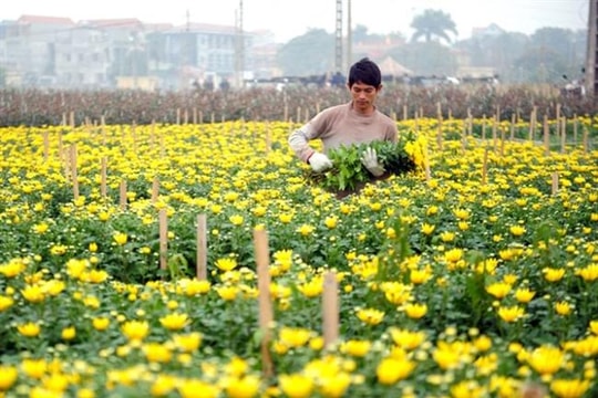 Hà Nội chuyển đổi canh tác hiệu quả hơn 34.715ha