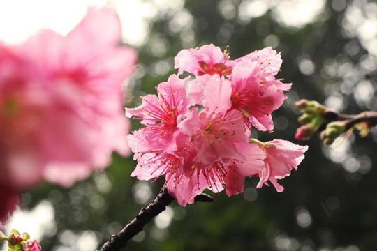 Ngắm hoa anh đào Nhật Bản rực rỡ giữa Thủ đô Hà Nội