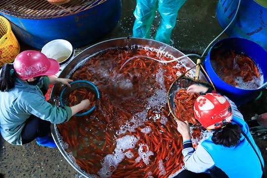 Thị trường cá chép ảm đạm trước ngày tiễn Táo quân về trời