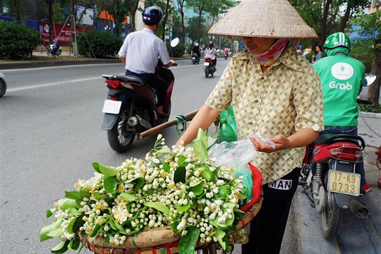 Hoa bưởi thơm ngào ngạt khắp các con phố Hà Nội