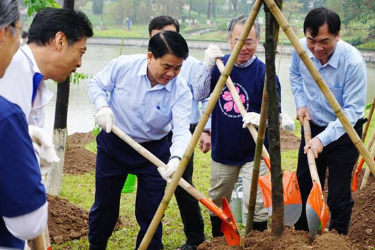 Hà Nội tiếp tục trồng 1.000 cây hoa anh đào tại Công viên Hòa Bình