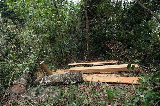 Phát hiện vụ phá rừng nghiêm trọng ở Vườn quốc gia Phong Nha - Kẻ Bàng