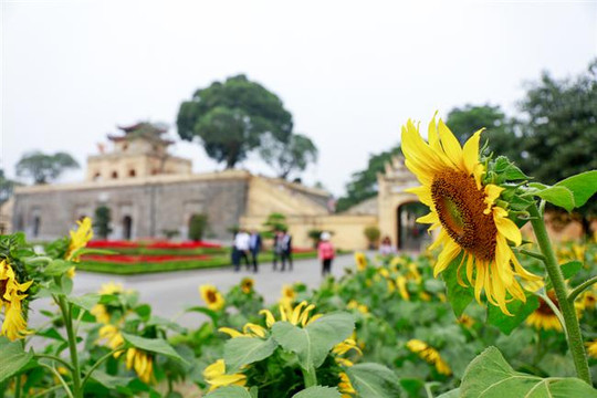 Rực rỡ hoa hướng dương tại Hoàng thành Thăng Long
