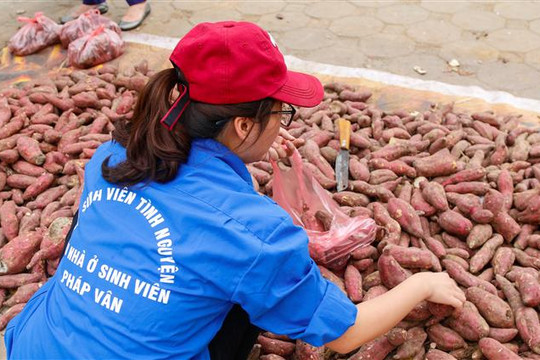 Đã có hơn 100 tấn khoai lang được bán trong chiến dịch “Khoai lang nghĩa tình” tại Hà Nội