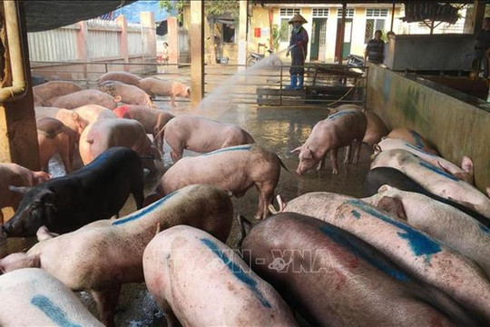 Lào Cai triệu tập đối tượng đưa tin sai về bệnh Dịch tả lợn châu Phi trên Facebook