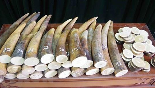Hải quan Đà Nẵng phát hiện hơn 9 tấn hàng hóa nghi là ngà voi