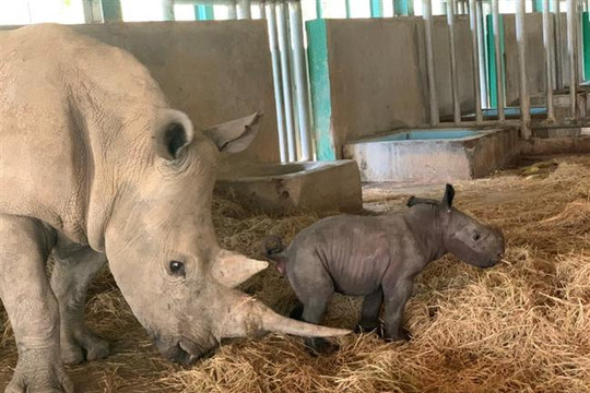 Tê giác con đầu tiên chào đời tại Vinpearl Safari Phú Quốc.