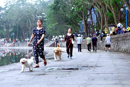 Xử lý nghiêm người nuôi chó thả rông!