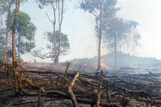 Nguy cơ cháy rừng cấp cực kỳ nguy hiểm ở 11 tỉnh