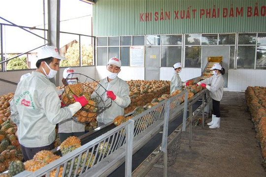 Xuất khẩu nông sản sang thị trường Trung Quốc: Thách thức và cơ hội