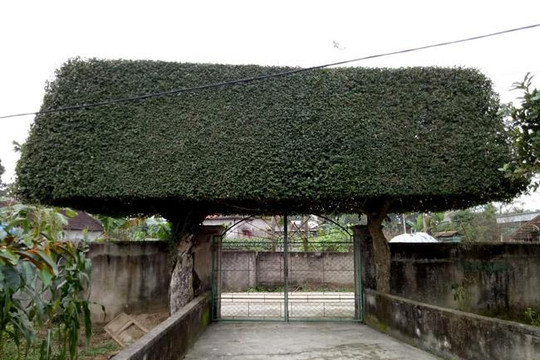 Người đàn ông Nghệ An biến 2 cây duối bỏ đi thành "cổng nhà" có giá hơn nửa tỷ