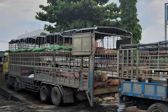 Phát hiện xe tải chở heo chết nhiễm dịch tả châu Phi vẫn đem đi bán