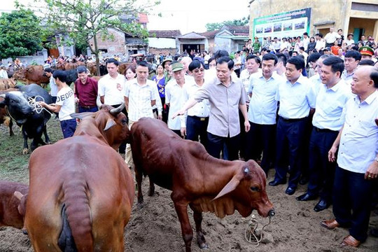 Chủ tịch Nguyễn Đức Chung: Đưa Hà Nội thành trung tâm phát triển, sản xuất thịt bò chất lượng cao
