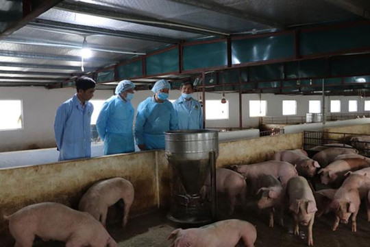 Tái đàn lợn mà không khai báo trong thời gian xảy ra bệnh dịch sẽ bị xử phạt