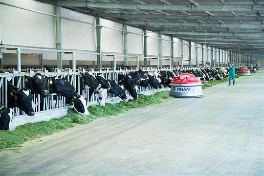 Đầu tư mạnh vào bò sữa, Vinamilk dẫn đầu thị trường sữa tươi trong nước.
