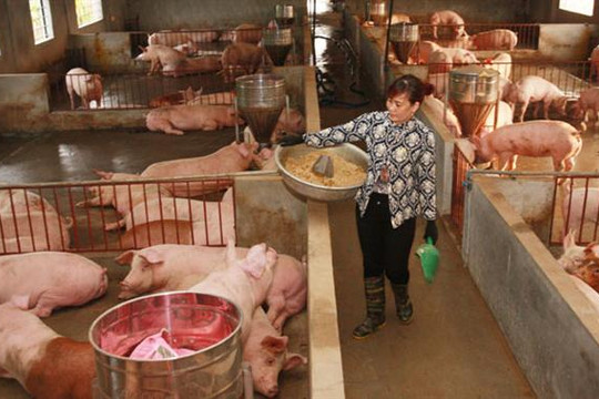 Sản phẩm thịt lợn nhập khẩu tăng mạnh: Thách thức lớn cho ngành chăn nuôi