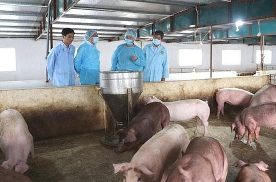 Hà Nội đẩy mạnh phòng, chống bệnh Dịch tả lợn châu Phi