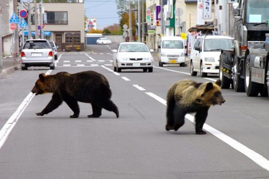 Dân số Nhật Bản teo tóp nhưng gấu, lợn rừng sinh sôi quá đà