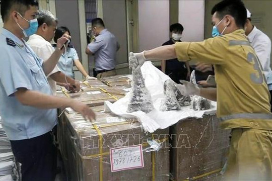Phát hiện hơn 125 kg sừng tê giác vận chuyển qua cửa khẩu sân bay quốc tế Nội Bài