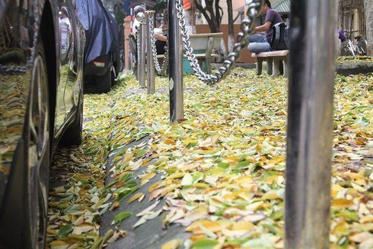 Người Hà Nội ngỡ ngàng trước hàng cây sưa hơn 20 năm tuổi bất ngờ rụng lá phủ kín đường phố ngày đầu thu