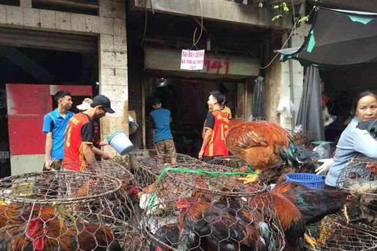 Mỗi tuần người nuôi gà vùng Đông Nam Bộ lỗ 62,5 tỷ đồng
