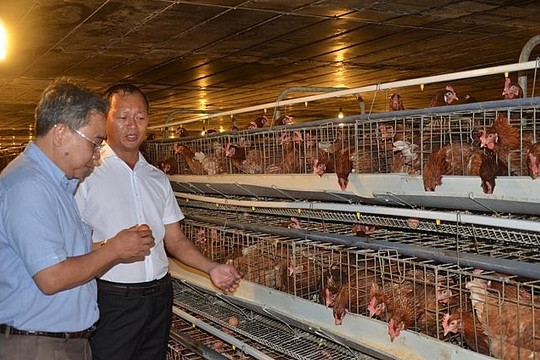 Nhiều trang trại tính chuyện  “phơi chuồng”  vì giá gà rớt thấp