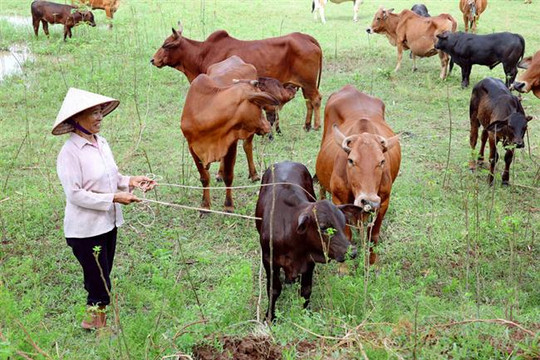 Hà Nội cung cấp cho thị trường 3.000 tấn thịt bò chất lượng cao mỗi năm