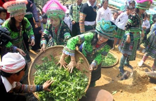 Lễ hội tôn vinh cây chè tổ ở Suối Giàng