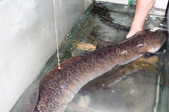 Nghệ An: Người dân bắt được cá lệch  “khủng” ,  dài 1,6m, nặng 16 kg