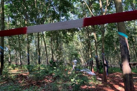 Phát hiện thi thể thiếu nữ 16 tuổi nghi bị cưỡng hiếp rồi sát hại trong rừng cao su