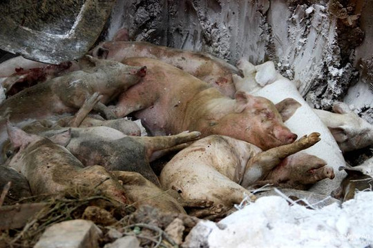 Dịch tả lợn châu Phi bao vây TP Vinh, nguy cơ 'vỡ trận' kiểm soát