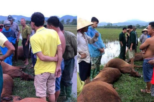 Hà Tĩnh: Sét đánh 1 người nguy kịch, 6 con bò bị chết