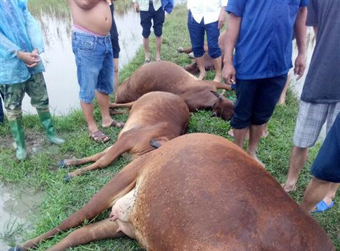 Hà Tĩnh: Sét đánh chết 6 con bò của 04 hộ dân
