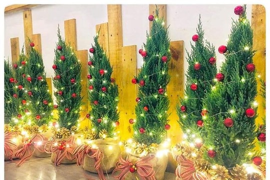 Thông tươi chơi Noel, 30 triệu/cây trưng mấy hôm rồi làm củi