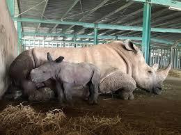 Giữa ''tâm bão'' dịch Covid-19, Vinpearl Safari chào đón bé tê giác mới chào đời với cái tên ''Chiến thắng''