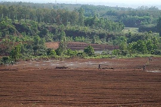 Quảng Trị: Phá rừng, một doanh nghiệp bị phạt gần 200 triệu đồng