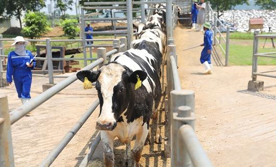 Vững đà tăng trưởng, TH true MILK đón đàn bò sữa nhập khẩu đầu tiên trong năm 2021