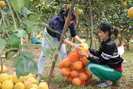 Ngọt ngào vùng bưởi Nam Phương Tiến