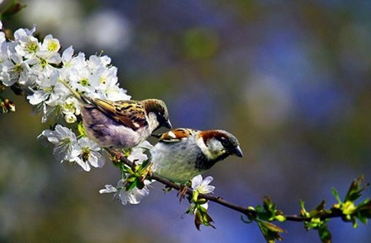 Tiếng của mùa xuân
