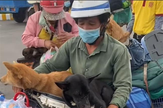 Cà Mau yêu cầu báo cáo việc tiêu hủy 15 con chó mà người dân mang từ Long An về