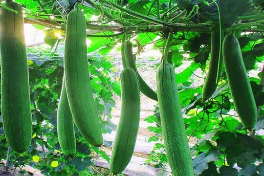 Nhớ mướp hương Quỳnh Lôi