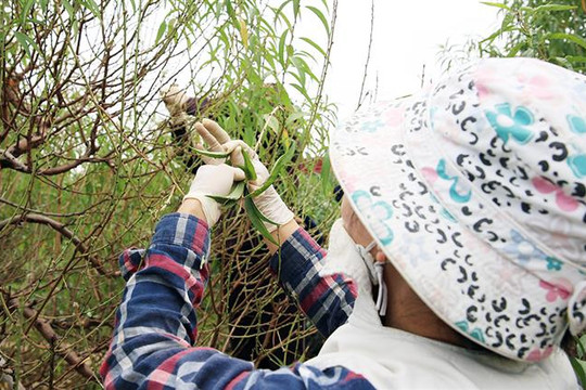 Người dân thủ phủ đào, quất tại Hà Nội tất bật chăm sóc cây vụ Tết Nguyên đán