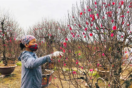 Vân Tảo rực sắc đào xuân...