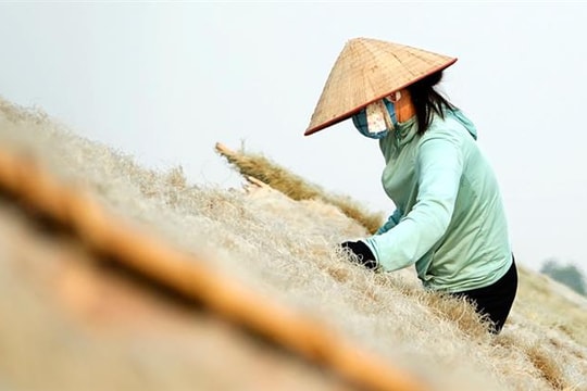 Làng So có nghề làm miến dong