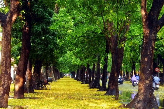 Hà Nội: Tăng cường trồng cây xanh mới và thay thế cây già cỗi