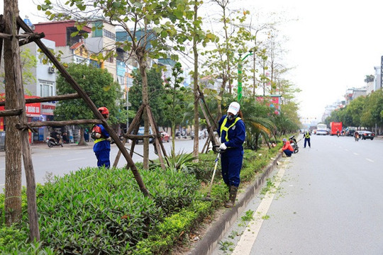 Hà Nội: Sẽ trồng mới 250.000 cây bóng mát trên các tuyến đường đô thị