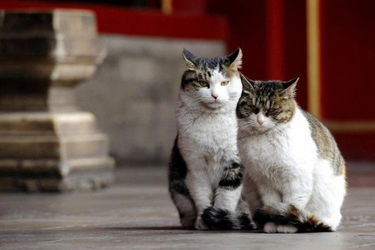 Năm Mão, nói chuyện những chú mèo nắm giữ trọng trách bảo vệ di sản văn hóa - nghệ thuật